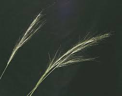 Image result for Sorghastrum stipoides