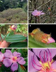 Image result for Antherotoma angustifolia