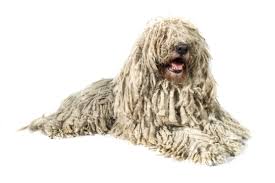 Image result for Komondor