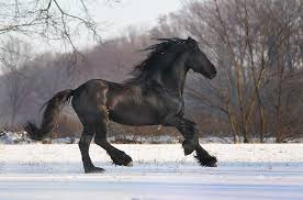 gosia makosa friesian pretty horses horses friesian horse