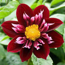 Dahlia Pat Knight Alan Buckingham Dahlia Blossom Garden Flower Photos