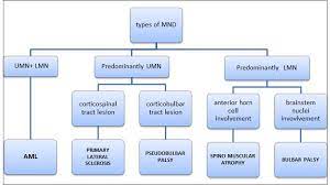 Http Www Stemcellshealthcare Com Treatable Diseases Motor Neuron Disease Mnd Motor Neuron Neurons Neurological Disorders