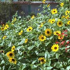 Beach Sunflower Ground Cover Blooms Every Year Zone 9 Full Sun Florida Plants Florida Landscaping Ground Cover