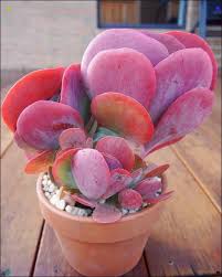 Kalanchoe Thyrsiflora Also Called Paddle Plant Or Flapjacks Succulent Gardening Paddle Plant Plants