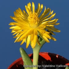 Image result for Hereroa