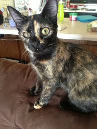Aspca Rachael Ray 100k Challenge Aspca Humane Society Cats And Kittens Cute Animals