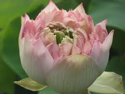 Download the perfect flowers pictures. Nelumbo Lotosblume Pretty Flower Lotusblume Hier Kaufen