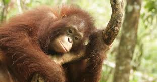 Megaplantagen Im Torfwald Borneos Sind Katastrophal Rettet Den Regenwald E V