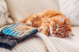 Bentuk umumnya memiliki struktur tulang dan bulu seperti kucing. Bukan Hanya Menggemaskan Ini 5 Fakta Unik Bulu Kucing Merdeka Com