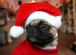 The Most Adorable Animal Santa Costumes Photos Digg Share This On Facebook Hu Christmas Dog Funny Animal Pictures Cute Animals