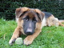 Anywhere from 6 weeks to 14 weeks of age the ears start to stand on their own. When Will My German Shepherd S Ears Stand Up Pethelpful By Fellow Animal Lovers And Experts