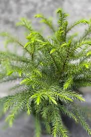 Image result for Araucaria heterophylla