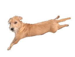 Dance Dog Sticker For Ios Android Giphy Upload a file and convert it into a.gif and.mp4. giphy