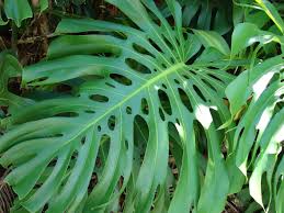 Image result for Monstera