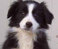 Stop by your nearest at home store for our latest collection of rustic farmhouse decor. This Is Shelby Our Sweet Miniature Australian Shepherd When She Was A Puppy Miniature Australian Shepherd Australian Shepherd Tiny Puppies