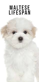 Maltese Lifespan How Long Can Maltese Dogs Live