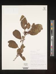 Image result for Cordia goetzei