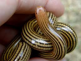 장님뱀(Blind snake) : 네이버 블로그