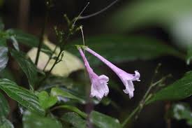 Image result for Isoglossa gregorii