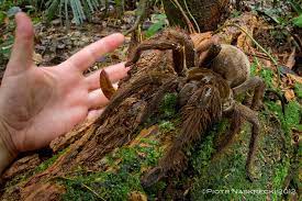 When you think about it, bugs bunny should have a really high kill count. Scientist Catches Spider The Size Of A Puppy Csmonitor Com