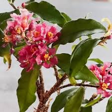 Image result for Malpighia