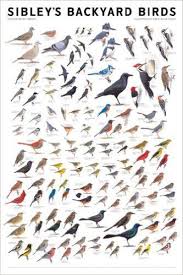 Birds Of North America Poster Amazon Sibley S Backyard Birds Eastern North America David Allen Sibley 9780982510209 Amazon Com Books Krasivye Pticy Dikie Pticy Risovanie Pticy