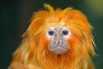 Resultado de imagem para mico leao dourado"