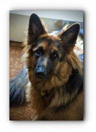 It S Time You Had One European German Shepherd German Shepherd Rescue Near Me German Shepherd Breeds German Shepherd German Shepherd Dogs