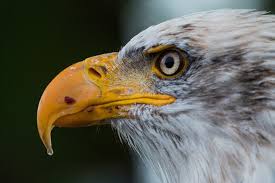 Изучайте релизы eagles на discogs. Bald Eagles Have Found Themselves A New Home Suburbia
