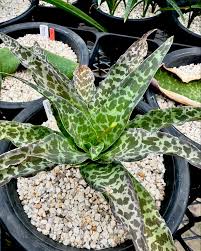 Image result for Ledebouria revoluta