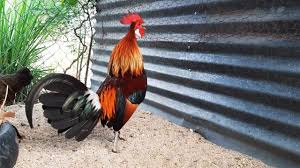 Keren Ternak Ayam Hutan Merah Asli Yang Sangat Ganass Youtube