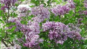 오 라일락 꽃이 지는 날 good bye. ê´€ìƒëª© ë¼ì¼ë½ ê½ƒ Lilac Flower Steemit