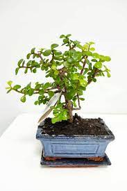 The bonsai is not you working on the tree. Chinese Sweet Plum Bonsai Indoor Plants Plantshop Me