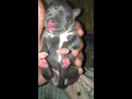 Huge 100 pound xxl large male bully extreme #pitbull #americanbully #xxlpitbull. Tricolor Pitbull Puppies 4 Sale Youtube