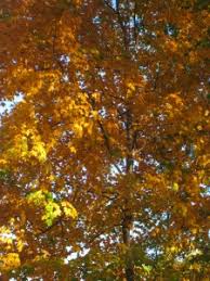 Preschoolers are natural scientists, and i love encouraging their curiousity! Crunchy Leaf Science And Math In Preschool Teach Preschool