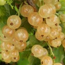 Un Fruit Rose Et Ambre Produit En Abondance Versaillaise Blanche Et Un Groseillier Tardif Donnant Une Abondance De Fruits Blan Fruit Rose Petit Fruit Arbuste