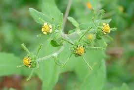 Image result for Sigesbeckia