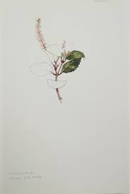 Image result for Cunoniaceae