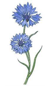 Cornflower Tattoo Google Search Flower Drawing Flower Painting Flower Art