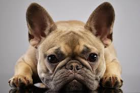 Baby Oil And The French Bulldog Groomer Select Pty Ltd