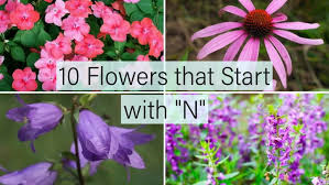 Which flowers mean love, hope, healing, and good luck? 15 Flowers That Start With O Home Stratosphere