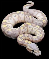 Some of the best looking coral glow and banana ball python morph combinations are the darker variants. Constrictors Unlimited Python Regius Super Pastel Banana Ball Python Available Now Ball Python Pet Snake Ball Python Morphs