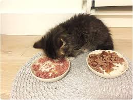Nourriture Pour Chat De Qualite Et Pourquoi J Ai Arrete Whiskas Happy Chantilly Nourriture Chat Nourriture Alimentation Du Chat