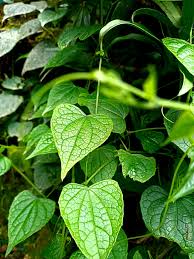 Image result for Zehneria