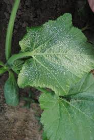 Image result for whitefly in cucumber