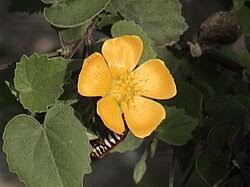 Image result for Abutilon guineense