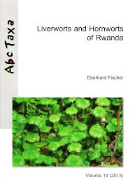 Image result for Disperis reklieberae