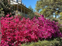 Azaleas come from japan and china, and are now common in the united states. Rain Sleet And Snow Can T Stop The Azalea Show