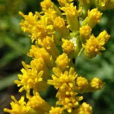 Columbia is also home to the main campus of the university of south carolina university the premier college in the state. South Carolina State Wildflower Goldenrod Solidago Altissima Wild Flowers Goldenrod Flower Flower Essences