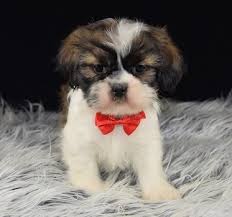 This breed combo combines the terrific tenacity of a terrier with the. Shih Tzu Mix Puppies For Sale In Pa Shihtzu Mixed Puppy Adoptions